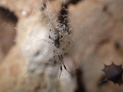 Zosis geniculata