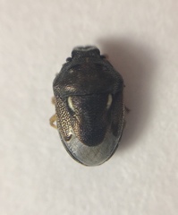 Neottiglossa cavifrons