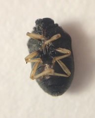 Neottiglossa cavifrons