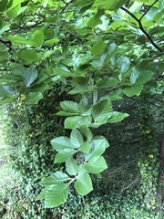 Fagus sylvatica