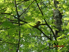 Coccothraustes coccothraustes