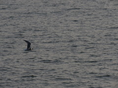 Saundersilarus saundersi