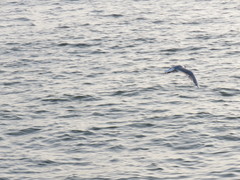 Saundersilarus saundersi