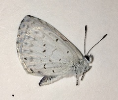 Celastrina ladon