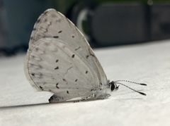 Celastrina ladon