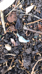 Drymaeus interpunctus