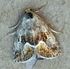 Deltote bellicula