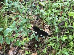 Papilio castor formosanus