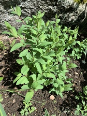 Lonicera caerulea cauriana