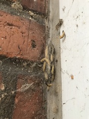 Yponomeuta evonymella