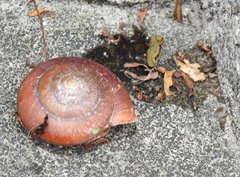 Quantula
