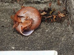 Quantula