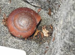 Quantula
