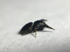 Sassacus papenhoei
