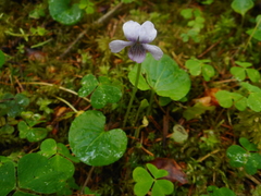 Viola palustris