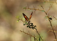 Paralucia pyrodiscus