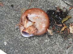 Quantula