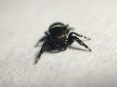 Sassacus papenhoei