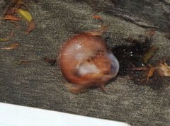 Quantula