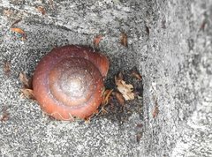 Quantula