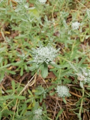 Teucrium capitatum capitatum