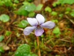 Viola palustris