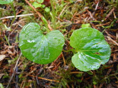 Viola palustris