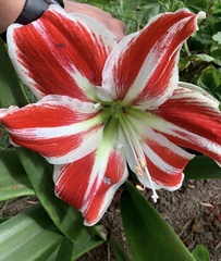 Hippeastrum vittatum