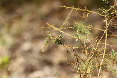 Paralucia pyrodiscus