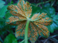 Trachyspora intrusa