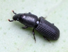 Rhyncolus elongatus
