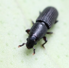 Rhyncolus elongatus