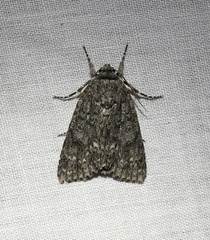 Acronicta impleta