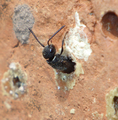 Sapygina decemguttata