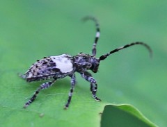 Pogonocherus hispidulus