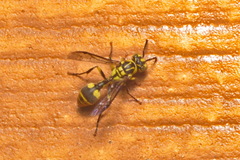 Ropalidia ornaticeps