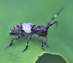 Pogonocherus hispidulus
