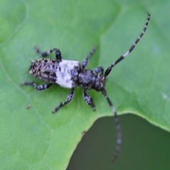 Pogonocherus hispidulus