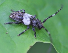 Pogonocherus hispidulus