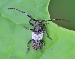 Pogonocherus hispidulus