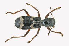 Thanasimus undatulus