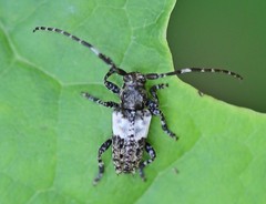 Pogonocherus hispidulus