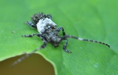 Pogonocherus hispidulus
