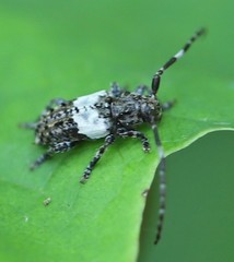 Pogonocherus hispidulus