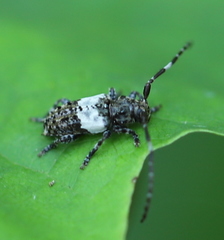 Pogonocherus hispidulus