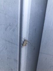 Graphisurus fasciatus