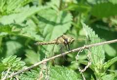 Orthetrum cancellatum