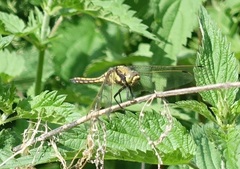 Orthetrum cancellatum