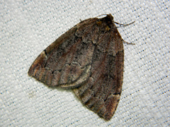 Spodolepis substriataria