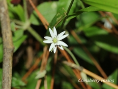 Stellaria vestita